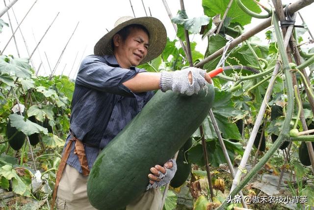 六叶子是什么意思，滁州方言六叶子是什么意思（冬瓜需要整枝打杈摘心吗）