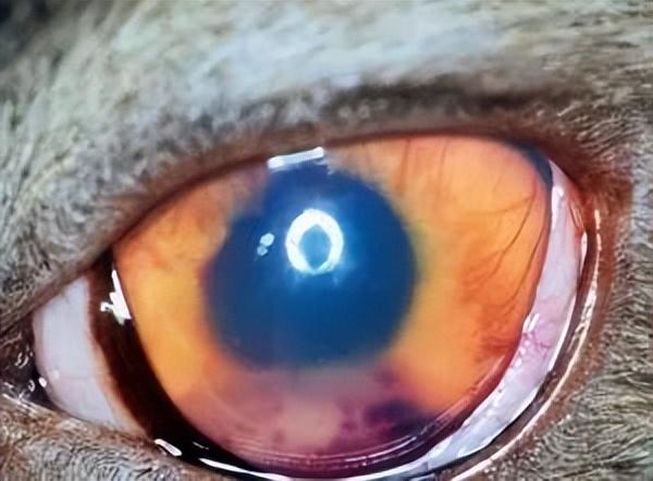 猫传腹早期症状(猫传腹有啥症状)