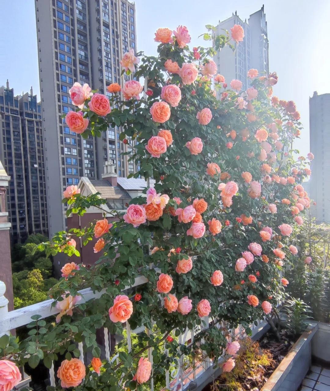 小型藤本月季丰花抗病品种(抗病性强勤花的藤本月季经典品种) - 彝家