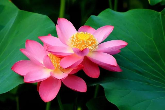 夸赞女人漂亮的句子，夸女人的美言佳句（女人如花，绚烂绽放，活出精彩）