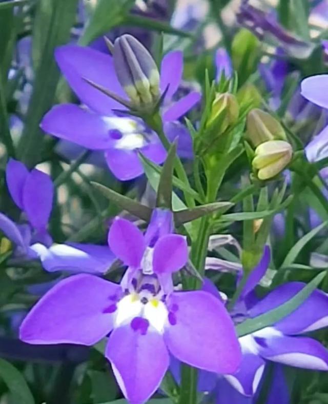 春天开的常见的花，春天开的常见的花图片（超齐全的播种时间表）