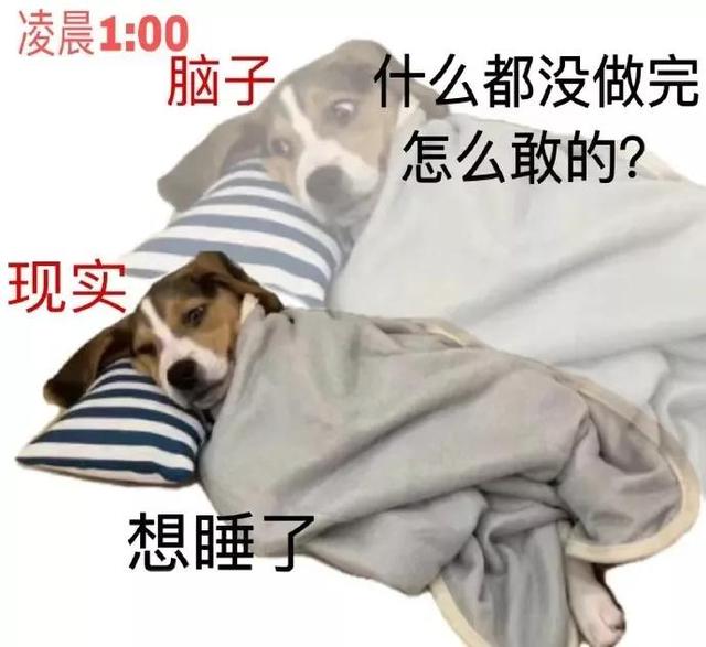 狗的土味方言，一些土味小狗怪图，收了