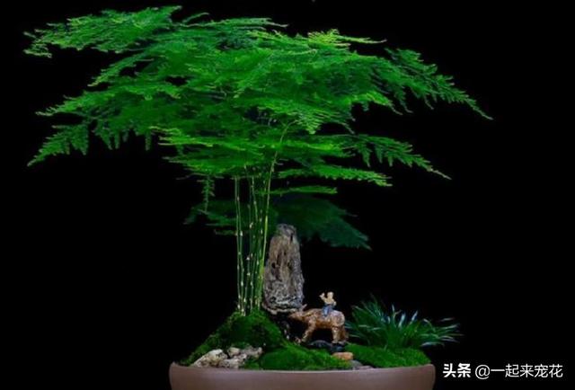 什么花没叶子，什么花没叶子?（10种不喜欢晒太阳的花）