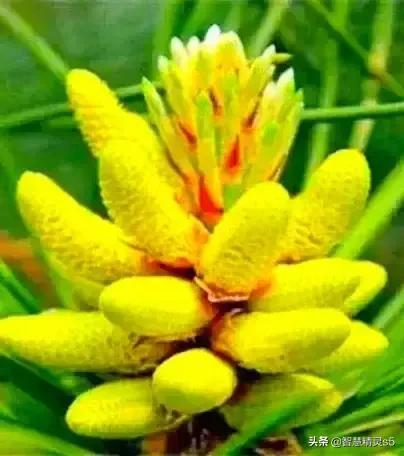 铁树开花的方法，铁树开花的方法有哪些（铁树开花了，也有芬芳的一天）