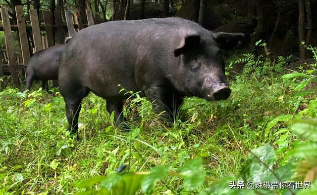 河南商城县有那些旅游景点，河南商城县有什么景点（商城被誉为民间文化艺术之乡）