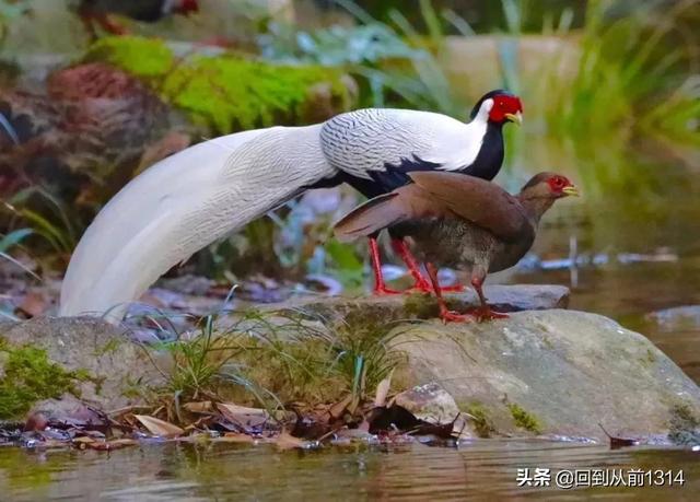 白娴鸟（白娴鸟图片，白娴鸟怎样的养殖（白鹇鸟唯美图片）