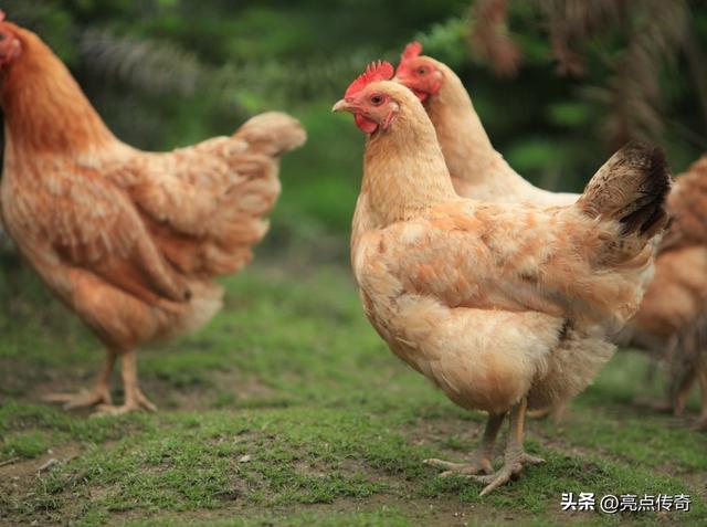 养鸡必备的三种药，养鸡的三种药（这4款养鸡人一定得知道）