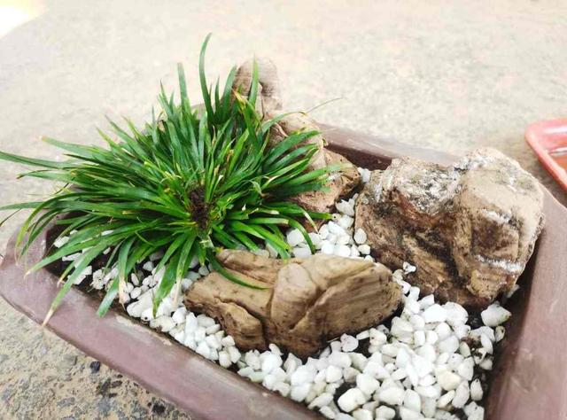 4种花寓意好家里养一盆，在家养一盆有好兆头