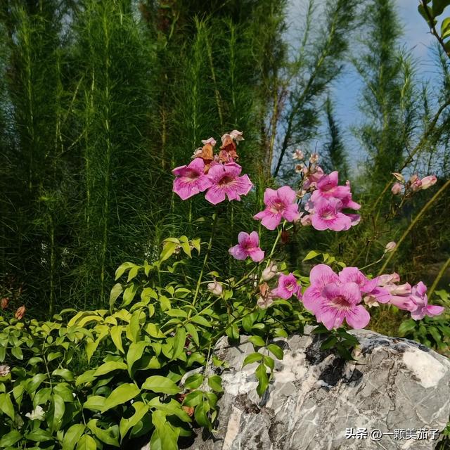 凌霄花花语，凌霄花花语偶然发现的一天（代表慈母之爱的非洲凌霄）