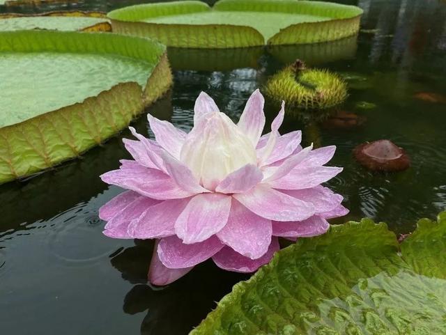 含羞草研究所怎么注册，含羞草免费帐号（王莲：看我如何卷成水中之王）