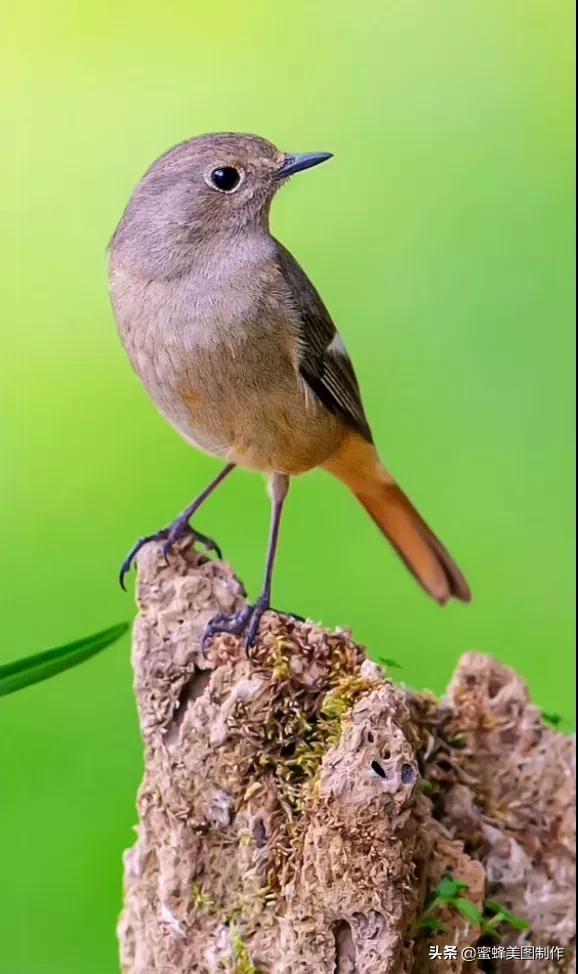 适合发心情的图片   赏图愉快哦:），关于发心情的图片（鲜艳欲滴的花朵）