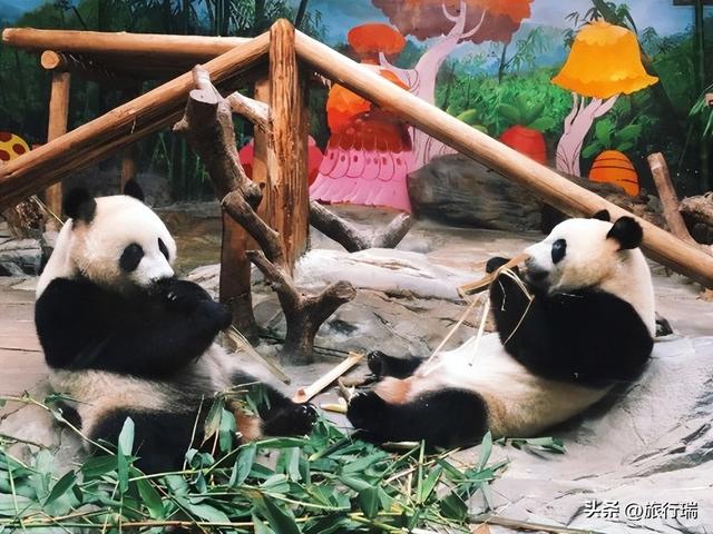 长隆水上乐园门票多少钱一张，长隆水上乐园门票多少钱一张票（国内最贵的野生动物园）