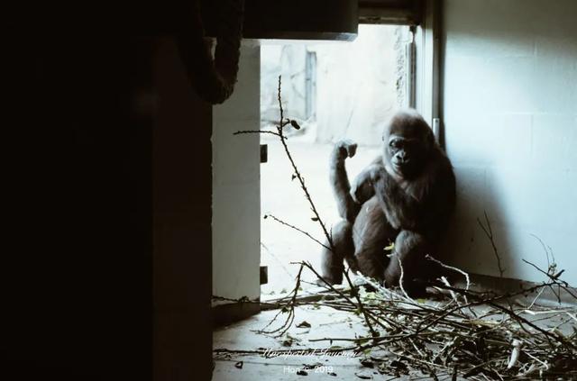 什么是具足虫，具足虫平安名堇（窥探奇异生物的世界）