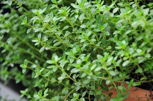 百里香和迷迭香的区别，百里香是什么（阳台上养一盆“百里香”）