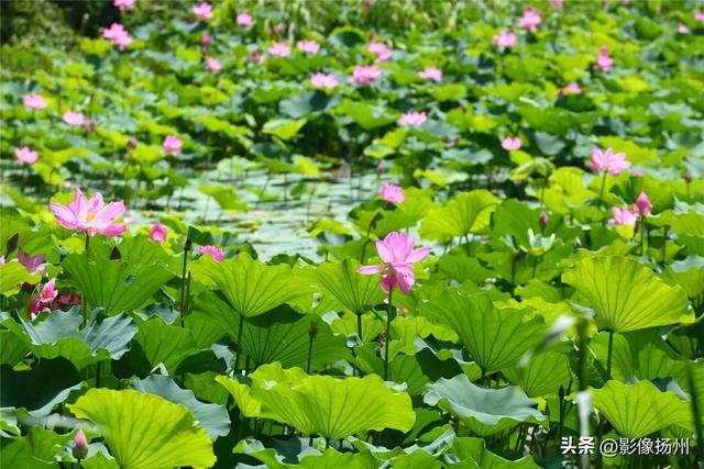 扬州一日游，扬州一日游攻略自助游（一个周末去趟高邮）