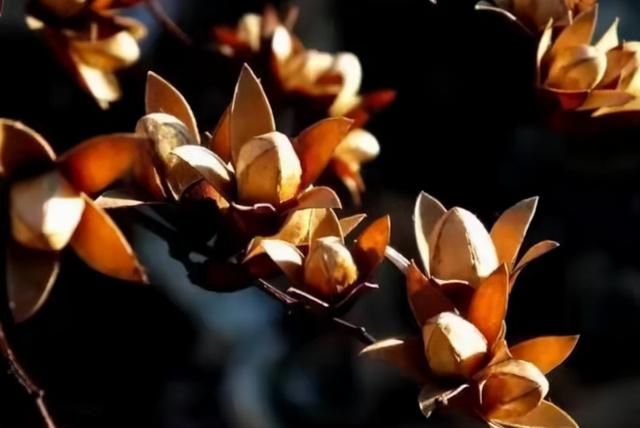 香椿子（香椿子图片，香椿子的功效与作用（其一可解决一些男女烦恼问题）
