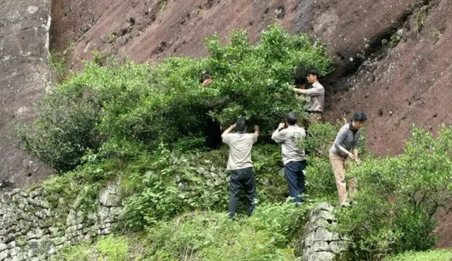 世界最珍贵的树木排名是什么，世界上最名贵的树木是叫什么名字（我国3棵“贵族名树”）