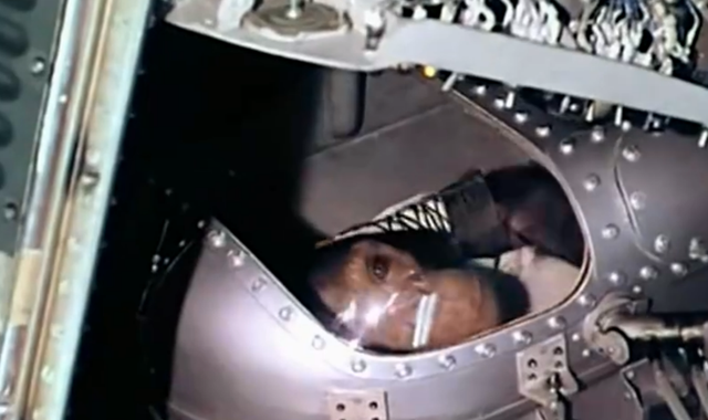 猩猩的寿命，野生大猩猩的寿命（一只黑猩猩被美国送上太空）