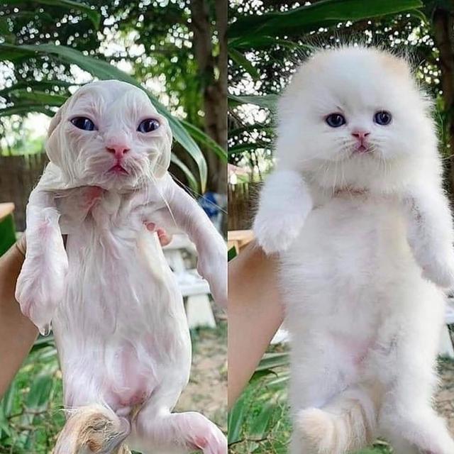 可爱猫，可爱猫咪名字（歪果网友分享各种古怪可爱的小猫咪图片）