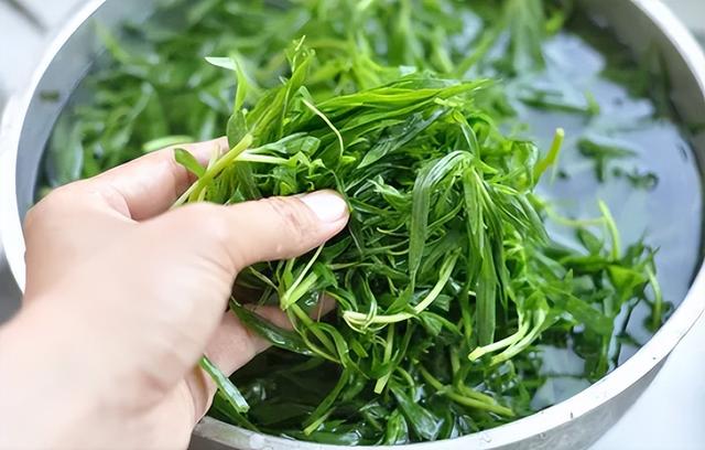 笤帚菜，却不知还是极品野菜（笤帚菜有什么好处）