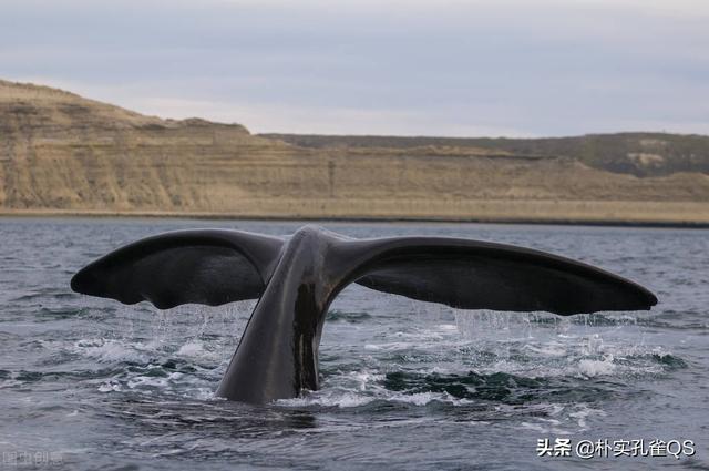 奇妙的海底世界，奇妙又罕见的海底世界（奇妙的海底世界）