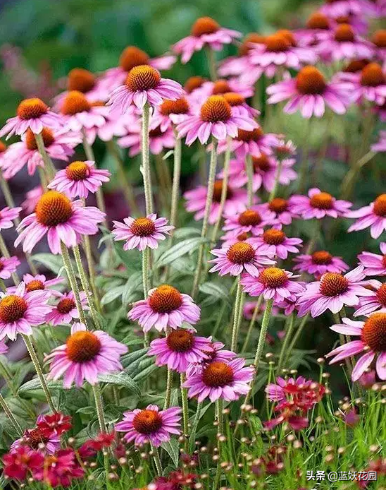 紫松果菊种植方法，紫松果菊种子（松果菊不仅好看花量大）