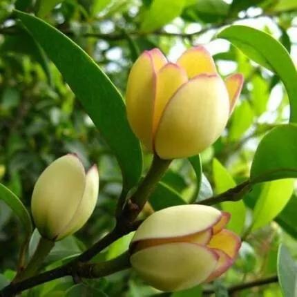 含笑花什么时候开花，分享图片——深山里（含笑花何时开花）