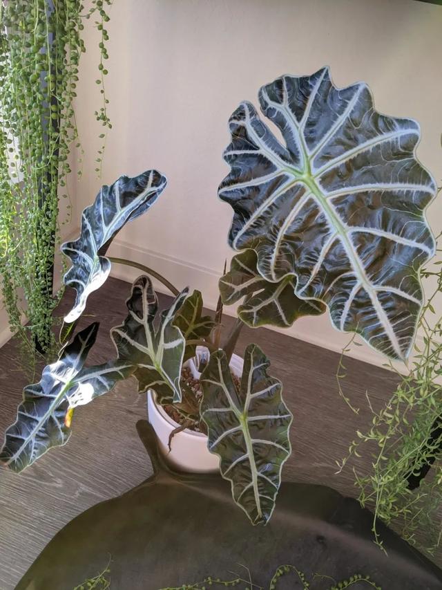 尖尾芋的养殖方法，教你从配土和浇水上养好这一大类植物