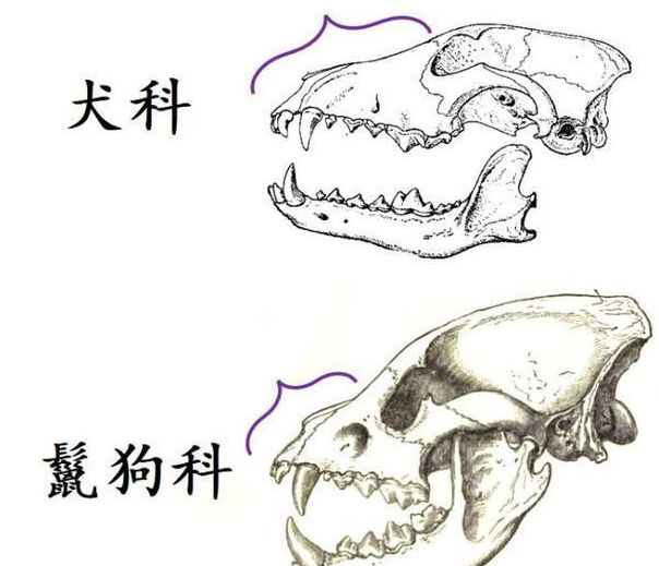 鬣狗是狗的祖先吗，鬣狗是狗的祖先吗为什么（其实关于鬣狗的不少传闻都不是真的）