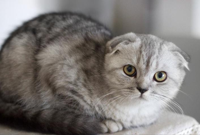 苏格兰折耳猫怎么养，苏格兰折耳猫能活多久（饲养“苏格兰折耳猫”）