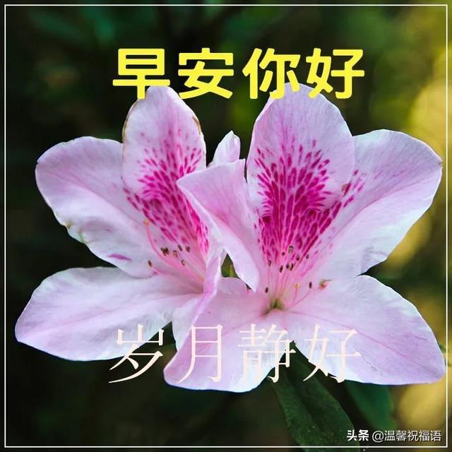 星期一温馨祝福语，星期一祝福的话语,句句暖人心（4月25日星期一早上好祝福语大全）