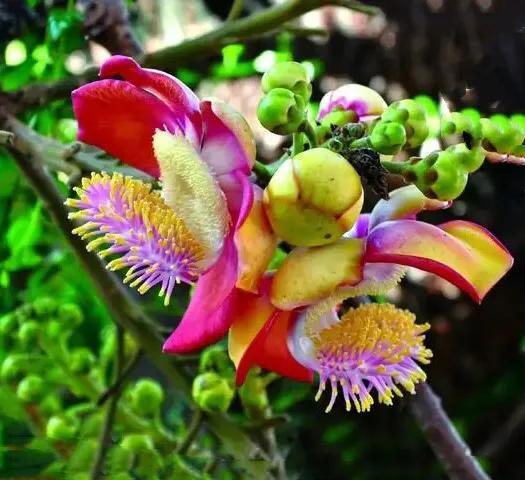 别称:阿里多罗,印度菩提树,思维树,毕钵罗树,觉树等.