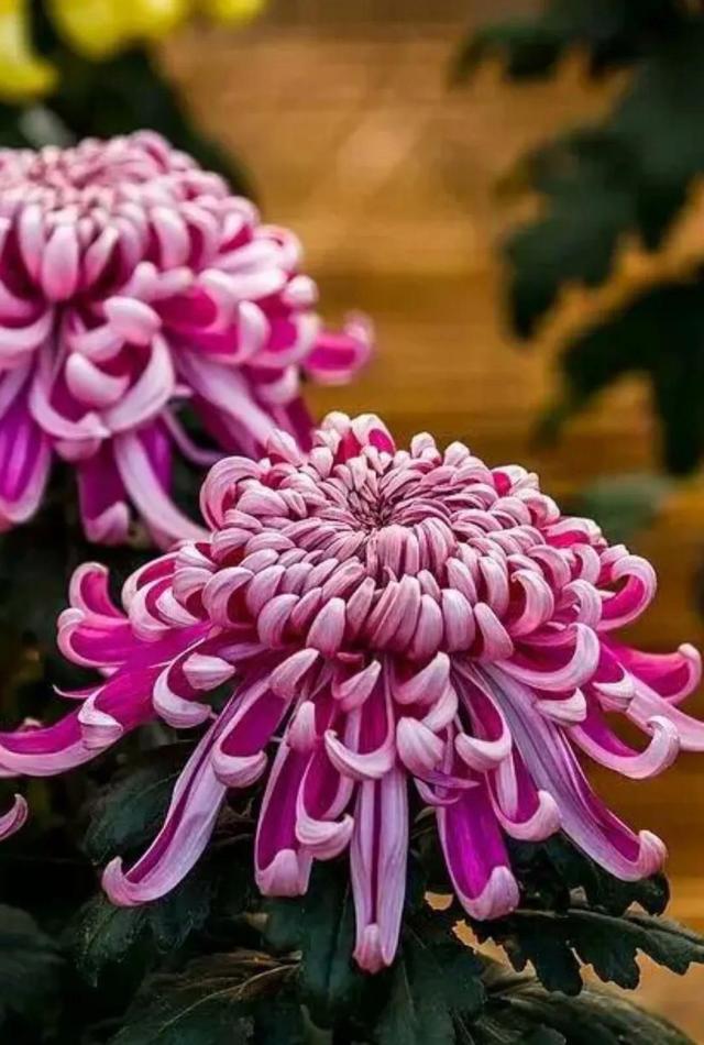 爱花的一颗心，爱花的一颗心是什么歌（一位爱花人的自述<七十>图片）