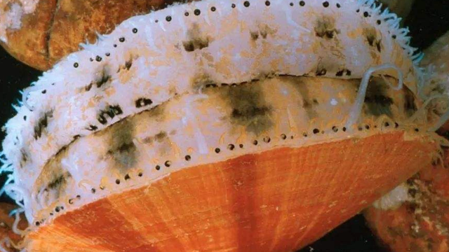 人眼是什么结构，人眼的主要结构（究竟如何进化而来的）