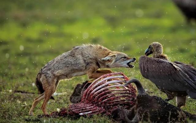 海母和水母区别，海母和水母图片大全（罕见的36张照片）