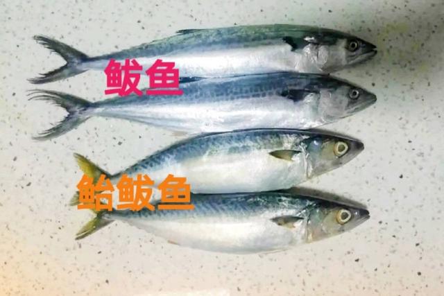 青花鱼中国叫什么鱼，青花鱼是哪里的鱼（要分清“板鲅”和“鲐鲅鱼”）
