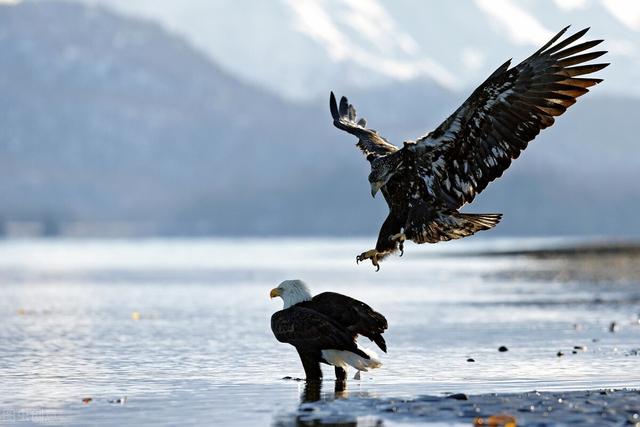 俄罗斯国宝动物，俄罗斯国宝级电音（全世界60个国家的珍稀国宝）