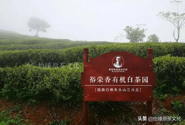 绿茶有哪些品种，红茶有哪些品种排名（一次性把中国茶树品种及特点讲清楚）