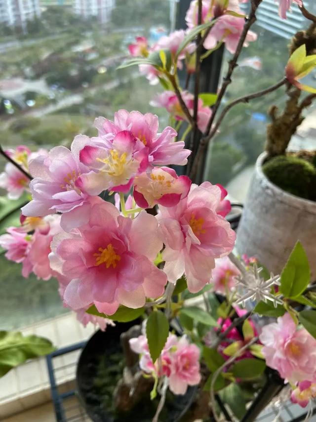 净字组词，净头净面净心净家过好年（屎字组词不骂人）