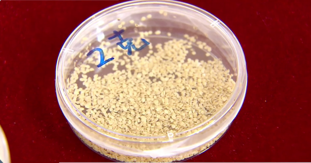 新土豆怎么做种子，从薯块繁殖到种子繁殖
