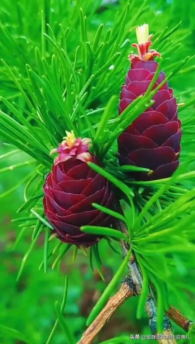 美图，可做壁纸，可以做壁纸的图片 唯美（愿你的生活像花一样灿烂）