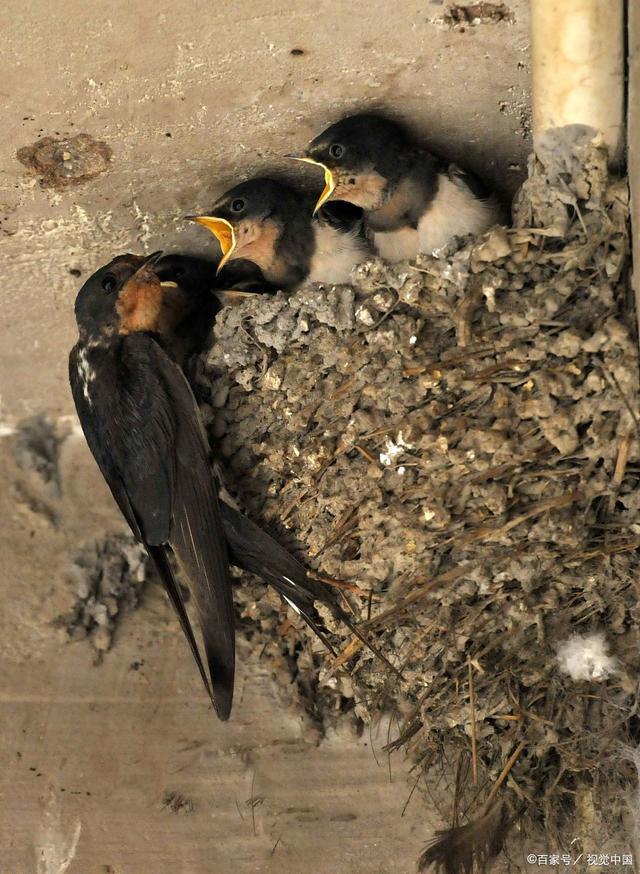燕子窝为什么不能捅，把燕子窝捅了代表什么预兆（农村什么样的家庭会吸引燕子来筑巢）