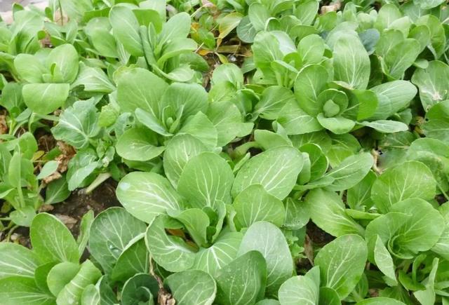 2014年1月14日黄历，2014年11月14日黄历（正月十四是守财神的日子）