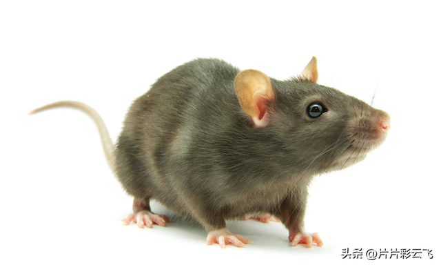 动物的共同特点是什么，地球上的动植物