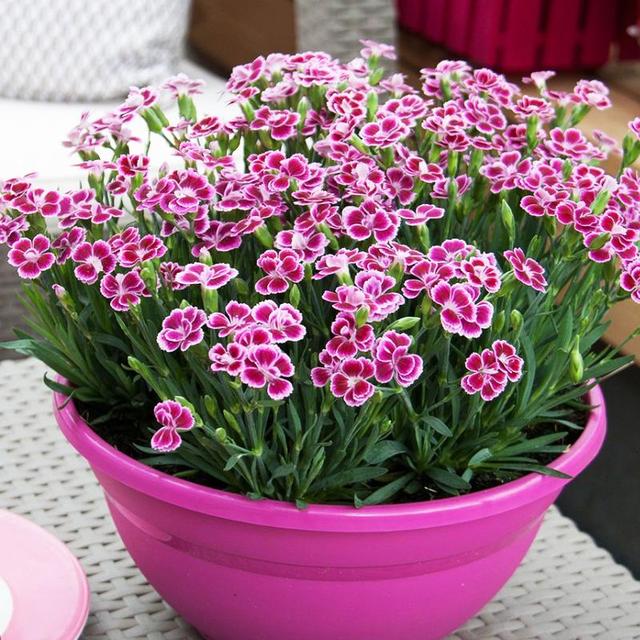 春天的花有哪些，冬天“假死”（春天开放的花有什么花）