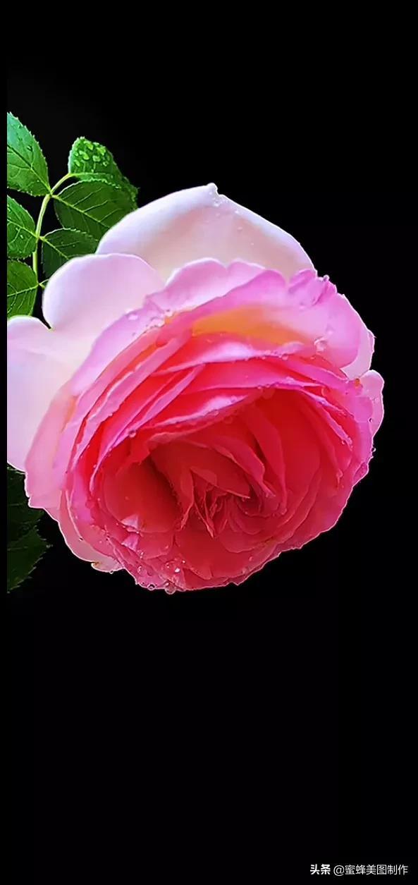 适合发心情的图片   赏图愉快哦:），关于发心情的图片（鲜艳欲滴的花朵）