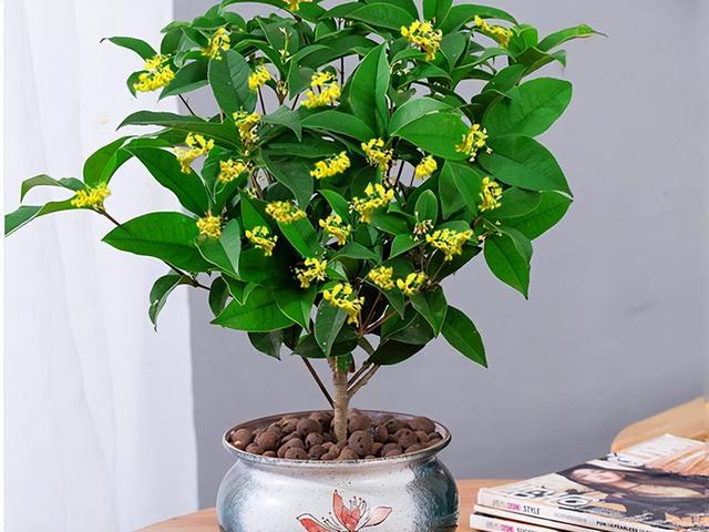 门前风水十大吉祥花，风水十大吉祥花排行（庭院里种“富贵树”）