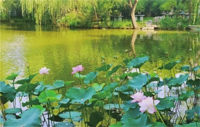 初夏六月 来郑州公园邂逅美好