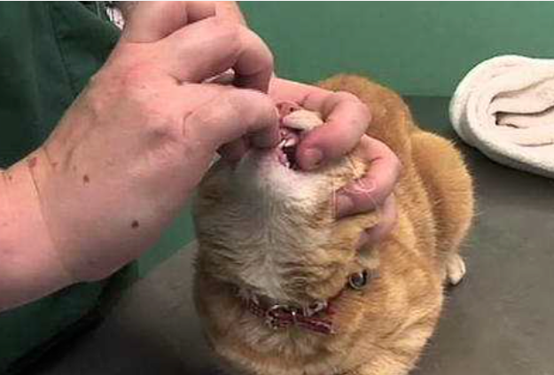 口加巴是什么字，口和巴加起来是什么字（猫咪喂药的方法推荐）