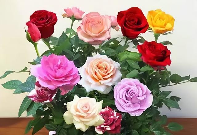 十朵玫瑰代表什么，十朵玫瑰代表什么意思（阳台再小也要养盆多色玫瑰）